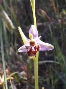Ophrys apifera (FOTO1)