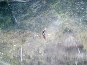 Corvo-marinho-de-faces-brancas (Phalacrocorax carbo)
